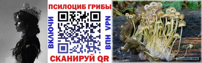 ссылка на мегу маркетплейс  Рошаль  Псилоцибиновые грибы Psilocybe 